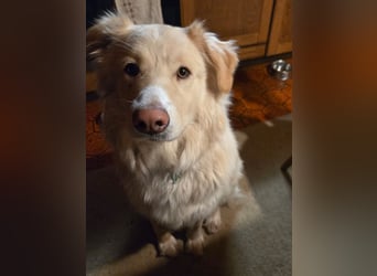 Bildhübsche EFFI sucht eine neue Familie