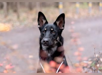 Schlaue SHURA sucht treue Menschen