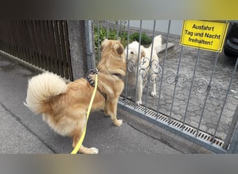 Bildhübsche EFFI sucht eine neue Familie