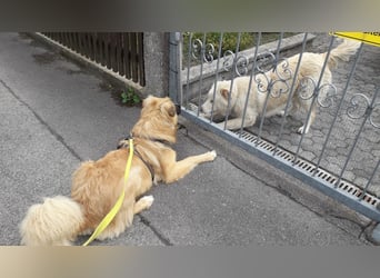 Bildhübsche EFFI sucht eine neue Familie