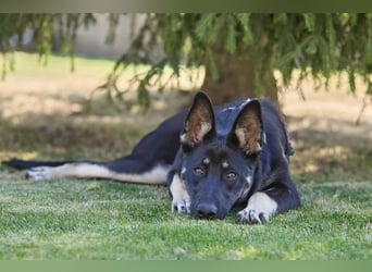 Schlaue SHURA sucht treue Menschen