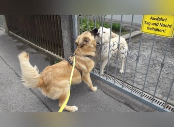 Bildhübsche EFFI sucht eine neue Familie