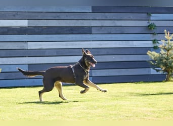 Schlaue SHURA sucht treue Menschen