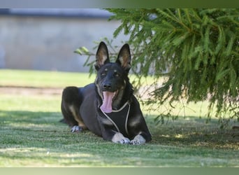 Schlaue SHURA sucht treue Menschen