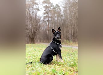 Schlaue SHURA sucht treue Menschen