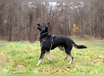 Schlaue SHURA sucht treue Menschen