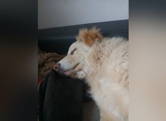 Bildhübsche EFFI sucht eine neue Familie