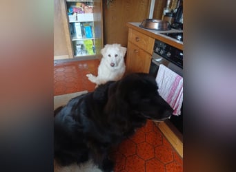 Bildhübsche EFFI sucht eine neue Familie