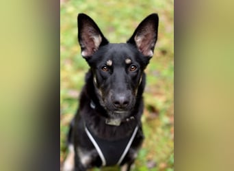 Schlaue SHURA sucht treue Menschen