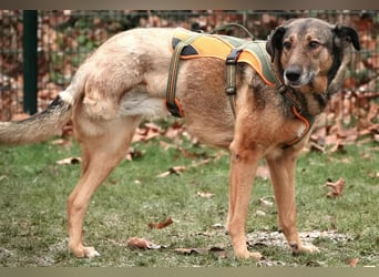 Keeva – ❤️-liche Hündin auf drei Beinen - Sucht ihr Für-immer-Zuhause