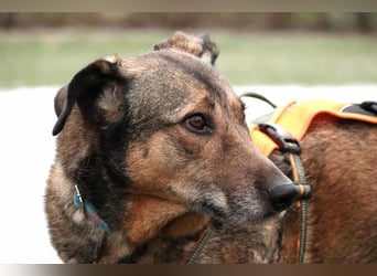 Keeva – ❤️-liche Hündin auf drei Beinen - Sucht ihr Für-immer-Zuhause