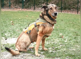 Keeva – ❤️-liche Hündin auf drei Beinen - Sucht ihr Für-immer-Zuhause