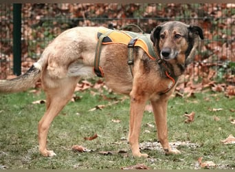 Keeva – ❤️-liche Hündin auf drei Beinen - Sucht ihr Für-immer-Zuhause