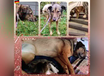 Keeva – ❤️-liche Hündin auf drei Beinen - Sucht ihr Für-immer-Zuhause