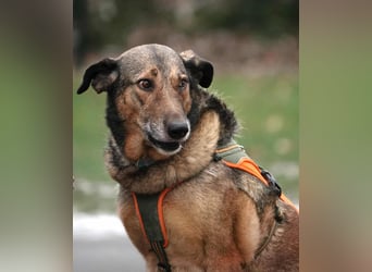 Keeva – ❤️-liche Hündin auf drei Beinen - Sucht ihr Für-immer-Zuhause