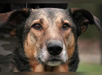 Keeva – ❤️-liche Hündin auf drei Beinen - Sucht ihr Für-immer-Zuhause