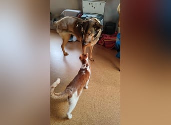 Keeva – ❤️-liche Hündin auf drei Beinen - Sucht ihr Für-immer-Zuhause