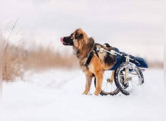 Besonderer Enger sucht sein Zuhause