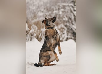 Besondere Leyla sucht ihre Menschen