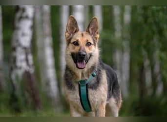 Zarte Mira sucht liebevolles Zuhause