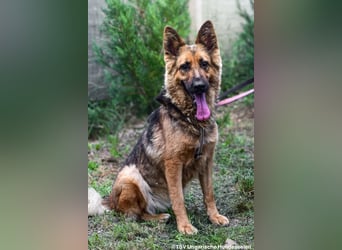Eira - lebhafter Schäferhund-Mix sucht unternehmungslustige Menschen