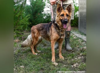 Eira - lebhafter Schäferhund-Mix sucht unternehmungslustige Menschen