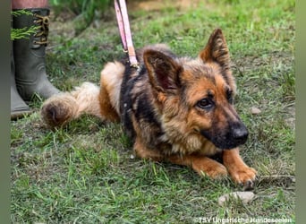 Eira - lebhafter Schäferhund-Mix sucht unternehmungslustige Menschen