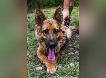 Eira - lebhafter Schäferhund-Mix sucht unternehmungslustige Menschen