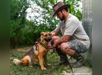 Eira - lebhafter Schäferhund-Mix sucht unternehmungslustige Menschen