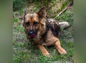 Eira - lebhafter Schäferhund-Mix sucht unternehmungslustige Menschen