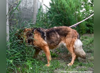 Eira - lebhafter Schäferhund-Mix sucht unternehmungslustige Menschen