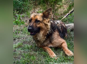 Eira - lebhafter Schäferhund-Mix sucht unternehmungslustige Menschen