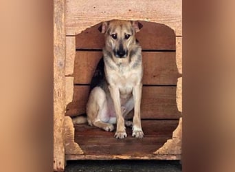 Barney, er leidet im Tierheim und muss dort dringend herraus!