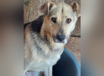 Barney, er leidet im Tierheim und muss dort dringend herraus!