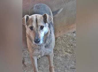 Barney, er leidet im Tierheim und muss dort dringend herraus!
