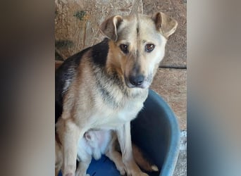 Barney, er leidet im Tierheim und muss dort dringend herraus!