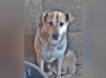 Barney, er leidet im Tierheim und muss dort dringend herraus!