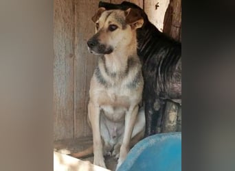 Barney, er leidet im Tierheim und muss dort dringend herraus!