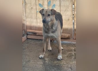 Barney, er leidet im Tierheim und muss dort dringend herraus!
