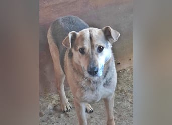 Barney, er leidet im Tierheim und muss dort dringend herraus!