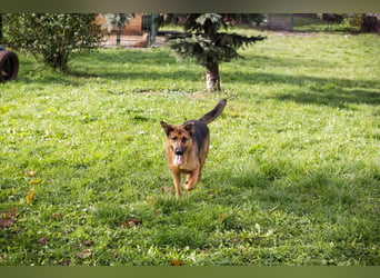 MALIE – Liebevolle Schäferhund-Mix-Hündin mit großem Herz sucht ihre Menschen