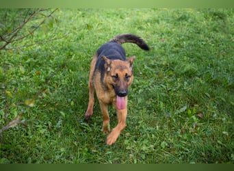 MALIE – Liebevolle Schäferhund-Mix-Hündin mit großem Herz sucht ihre Menschen