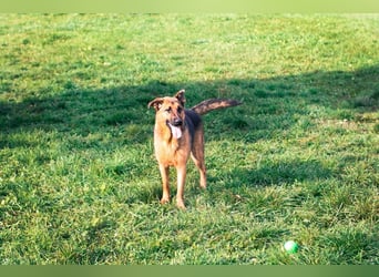 MALIE – Liebevolle Schäferhund-Mix-Hündin mit großem Herz sucht ihre Menschen