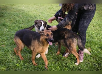 MALIE – Liebevolle Schäferhund-Mix-Hündin mit großem Herz sucht ihre Menschen