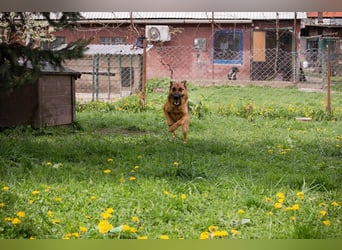 MALIE – Liebevolle Schäferhund-Mix-Hündin mit großem Herz sucht ihre Menschen