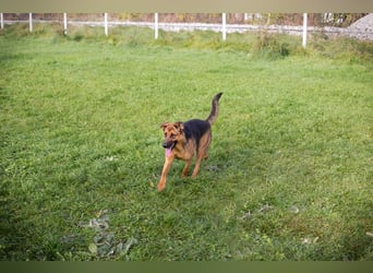 MALIE – Liebevolle Schäferhund-Mix-Hündin mit großem Herz sucht ihre Menschen