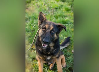 DINERO – Fröhlicher Sonnenschein sucht seine Familie