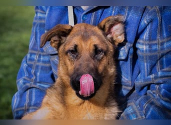 MALIE – Liebevolle Schäferhund-Mix-Hündin mit großem Herz sucht ihre Menschen