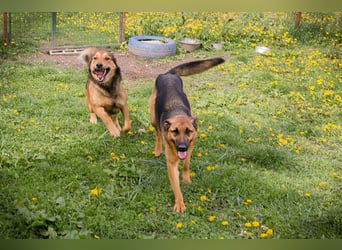 MALIE – Liebevolle Schäferhund-Mix-Hündin mit großem Herz sucht ihre Menschen