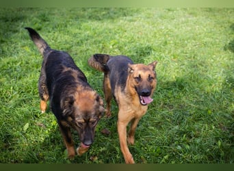 MALIE – Liebevolle Schäferhund-Mix-Hündin mit großem Herz sucht ihre Menschen